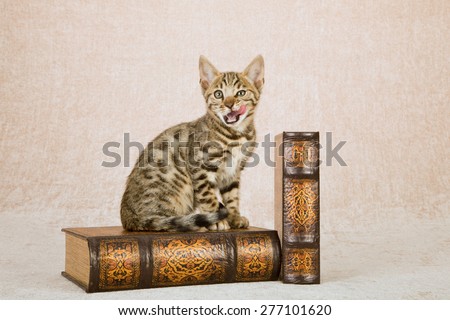 Bengal kitten sitting on large leather bound leather books on beige background