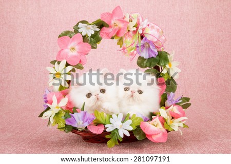 White Persian kittens sitting inside basket decorated with silk flowers on pink background