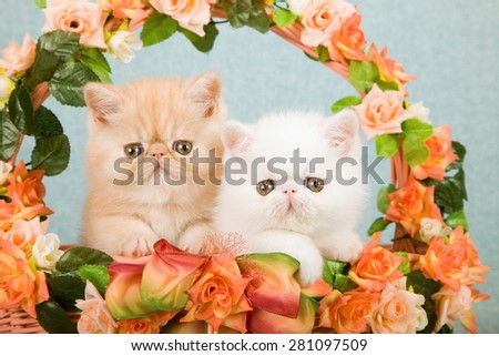 Exotic kittens sitting inside basket decorated with orange and peach silk flowers on mint green background