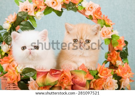 Exotic kittens sitting inside basket decorated with orange and peach silk flowers on mint green background