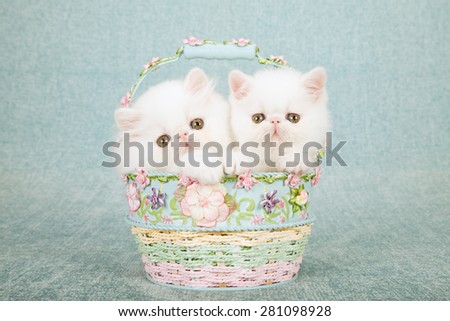 White Persian kitten and Exotic kitten sitting inside small round blue and pink basket decorated with tiny silk flowers on mint green background