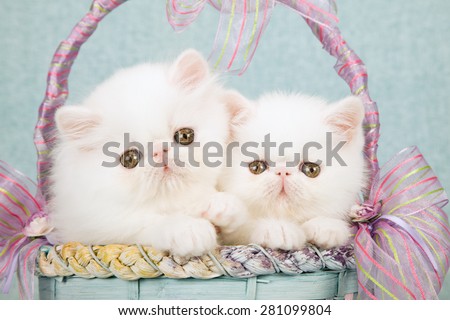 White Persian kittens sitting inside blue and lilac basket decorated with ribbons and bows on mint green background