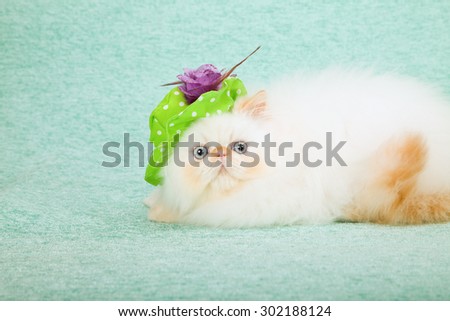 Cat wearing green floppy hat with purple flower