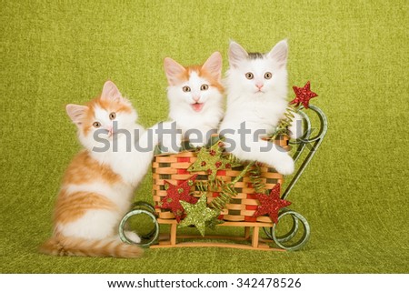 Norwegian Forest Cat kittens sitting inside miniature bamboo Christmas XMas sleigh decorated with glitter ornaments on green background