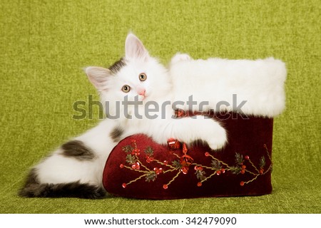 Norwegian Forest Cat kittens sitting with and inside vintage burgundy red Christmas XMas Santa boot on green background