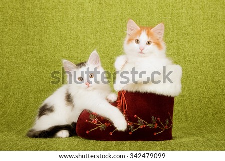 Norwegian Forest Cat kittens sitting with and inside vintage burgundy red Christmas XMas Santa boot on green background