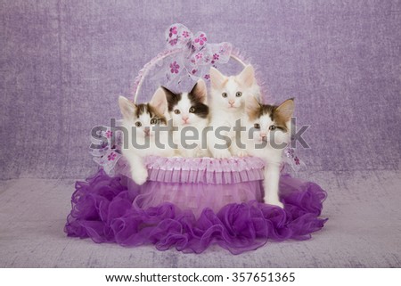 Three Norwegian Forest Cat kittens sitting inside purple tutu decorated basket on light purple background