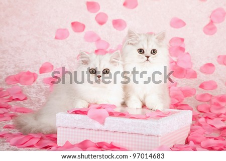 Silver Chinchilla Persian kittens with pink gift box and rose petals on pink background