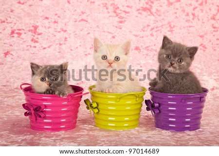 Kittens in colorful buckets pails on pink background