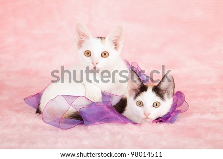 Munchkin kittens playing with ribbons on pink background