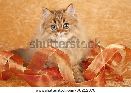 Golden Chinchilla Persian kitten with bronze ribbon on beige background