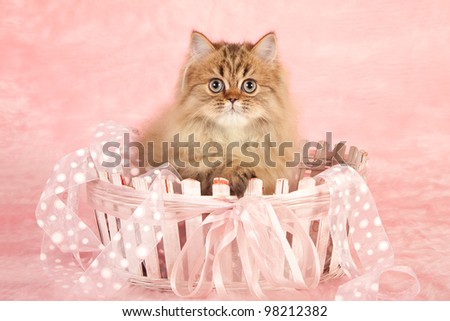 Golden Chinchilla Persian kitten sitting inside pink basket with pink ribbons