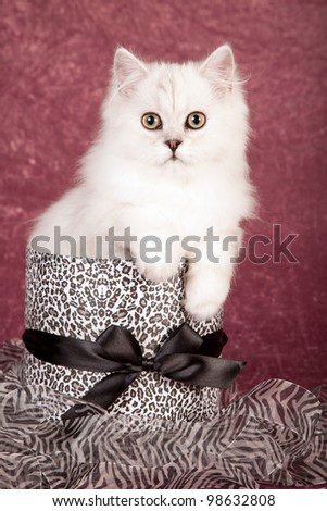 Silver Chinchilla Persian kitten in black gift box on plum coloured background