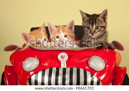 Moggie kittens inside red toy car on yellow green background