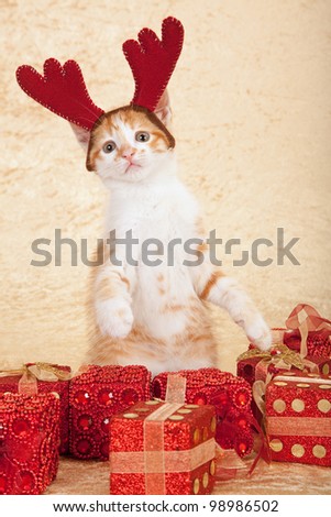 Kitten with reindeer antler horns hat and christmas gifts on beige background