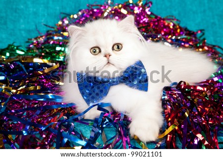 Silver Chinchilla Persian kitten with blue bow tie lying on sparkling party ribbons