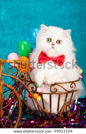 Silver Chinchilla Persian kitten in rustic miniature tricycle with red bow tie and party ribbons