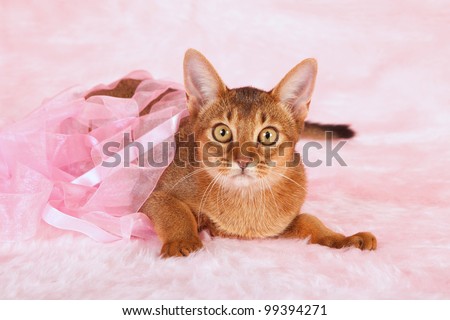 Abyssinian cat kitten lying in pink ribbons on pink fake fur background