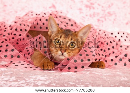 Abyssinian kitten cat lying in basket with green red dot ribbon on green background