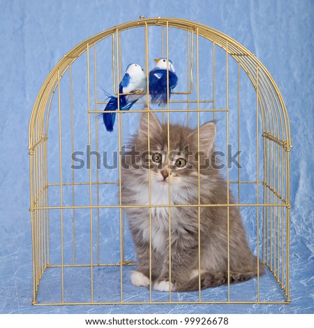 Norwegian Forest Cat kitten sitting inside gold bird cage with fake birds on blue background