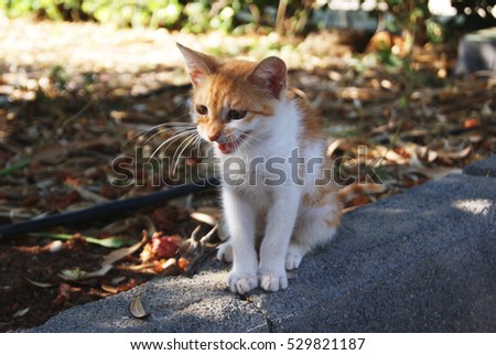 a little, white-red cat is meowing