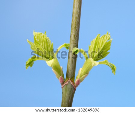 Blooming leaf buds on tree twig over blue background