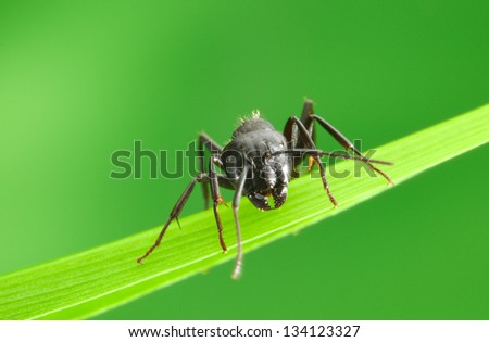 Front view of ant sitting on grass blade over green background