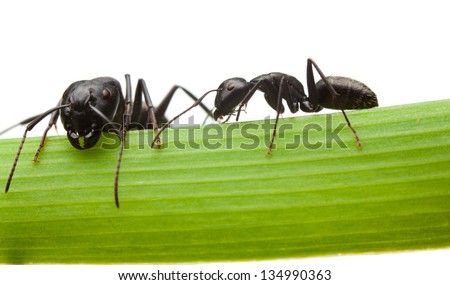 Macro en face and side view of two black ants on grass blade isolated on white