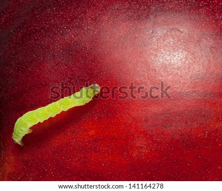 Small codling moth caterpillar on ripe peach background