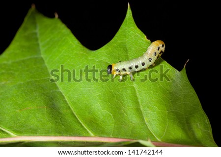 Macro of pest caterpillar moving over oak leaf isolated on black