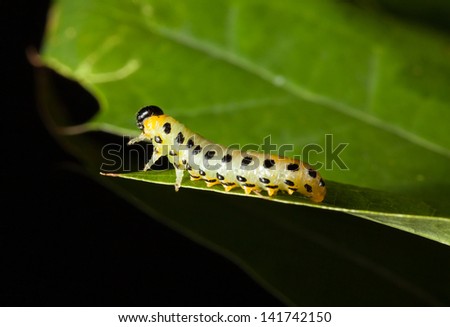 Macro of pest caterpillar climbing over oak leaf isolated on black