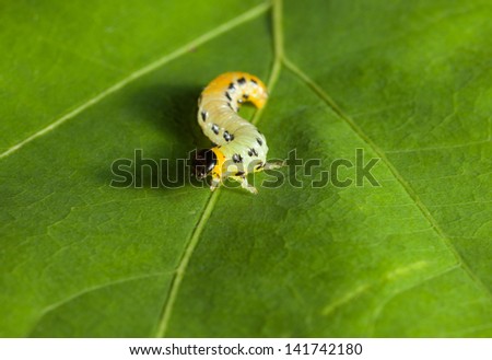 En face of caterpillar on green leaf background