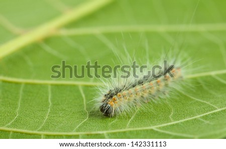 Hyphantria cunea larva crawling on green leaf