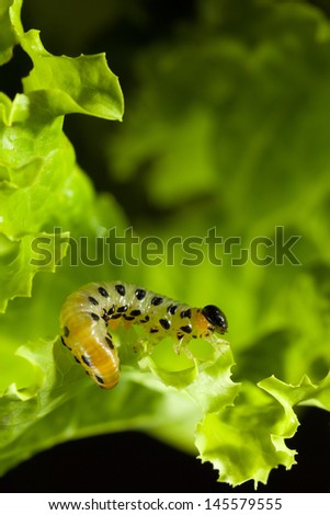 Macro caterpillar eating fresh lettuce leaf