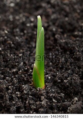 First spring sprout over soil background, new life concept