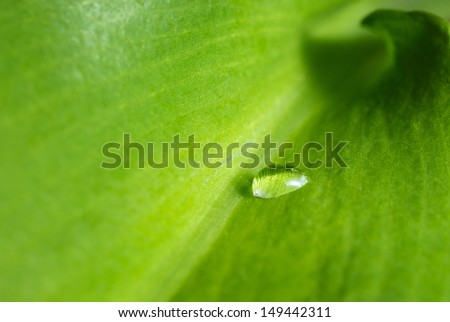 Ramsons (Allium ursinum) leaf with single water drop