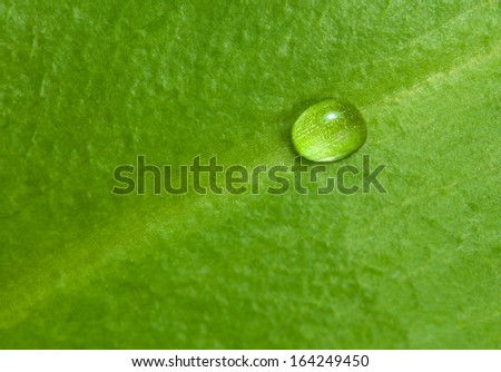 Single water drop over broad green leaf background