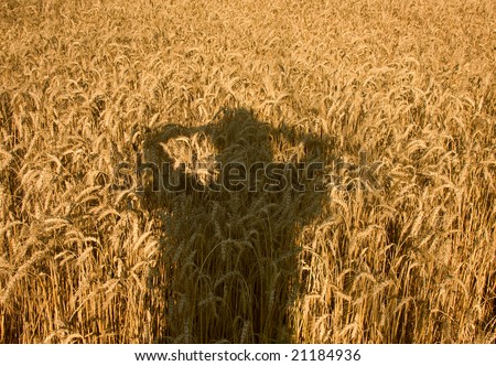 Human shade on the field of ripe wheat