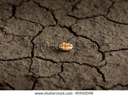 single grain on waterless soil background