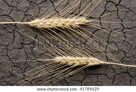 Two rye ears on cracked dry land background