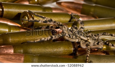 Macro shot of tarantula over machine gun cartridges