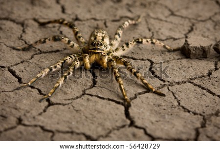 Macro shot of venomous spider on dry eroded soil texture