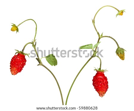 Strawberry Sprouts