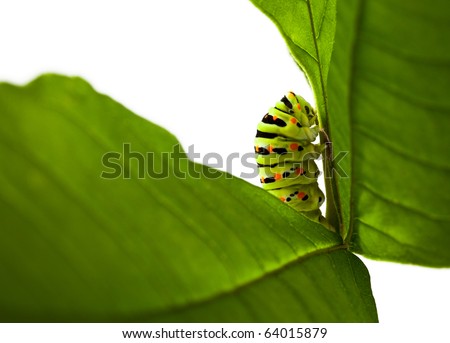 studio shot of butterfly larva isolated on white