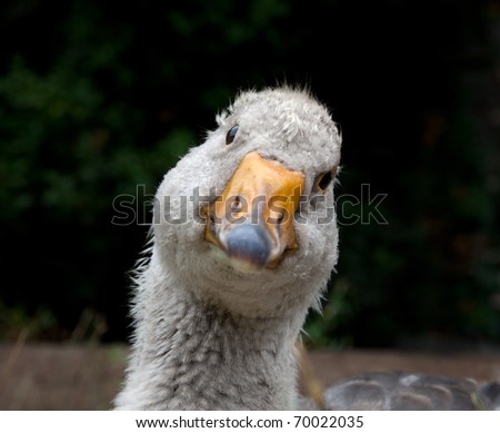Macro portrait of young grey domestic goose