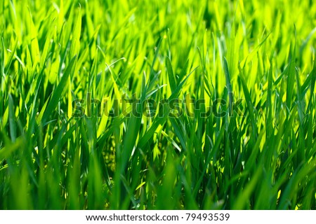 Corn Grass