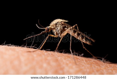 Macro of mosquito (Culex pipiens) ready to sting isolated on black