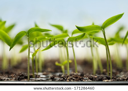 Macro of seedlings potted in peat tray over blue sky background