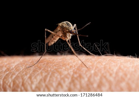 Macro of mosquito ready to sting isolated on black, low point of view
