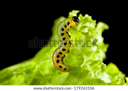 Pest caterpillar on lettuce leaf isolated on black